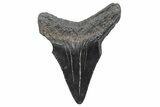 Serrated, Juvenile Megalodon Tooth - South Carolina #370177-1